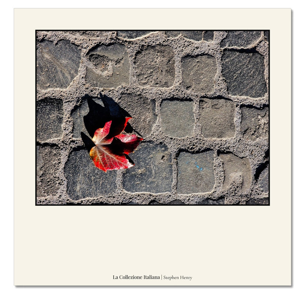 Fine art travel photograph of a leaf in Rome, Italy, part of the La Collezione Italiana wall art collection.